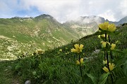 78 Il sent. 209A per i Laghi di Caldirolo fiorito di...genziana punteggiata (Gentiana punctata)